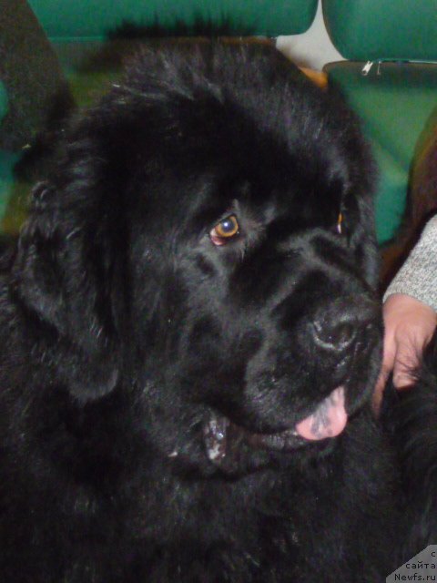 Фото: ньюфаундленд Баловень Судьбы