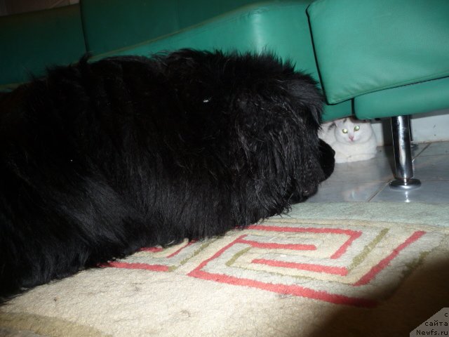 Фото: ньюфаундленд Большая Удача