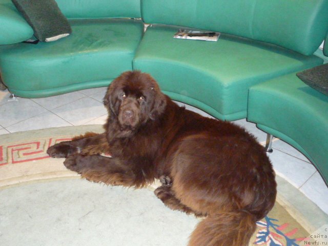 Фото: ньюфаундленд Бархатка Роскошная