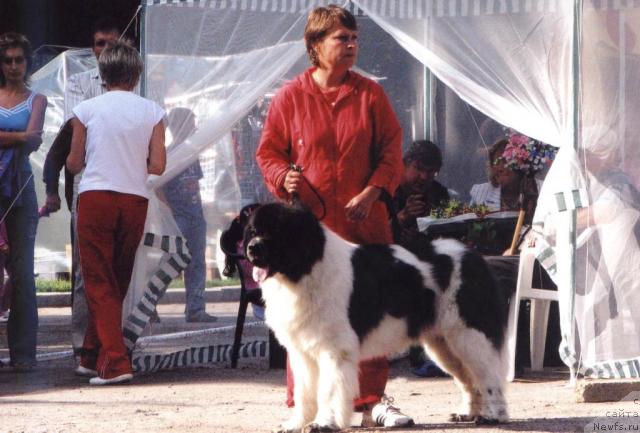 Фото: ньюфаундленд Маршал Шарм оф Бон Пари (Marshal Sharm of Bon Pari)