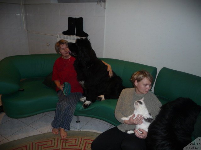 Фото: ньюфаундленд Блестящая Брина, Светлана Пермякова