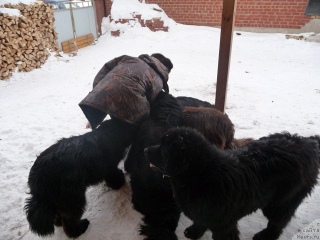 Фото: ньюфаундленд Блестящая Брина, ньюфаундленд Большая Удача, ньюфаундленд Бархатка Роскошная, ньюфаундленд Ньюфорт Лунный Бархат, ньюфаундленд Баловень Судьбы
