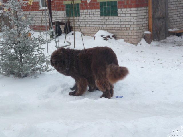 Фото: ньюфаундленд Бархатка Роскошная