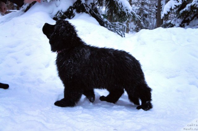 Фото: ньюфаундленд Смигар Галакси Шелл Вин (Smigar Galaxsy Shall Win)