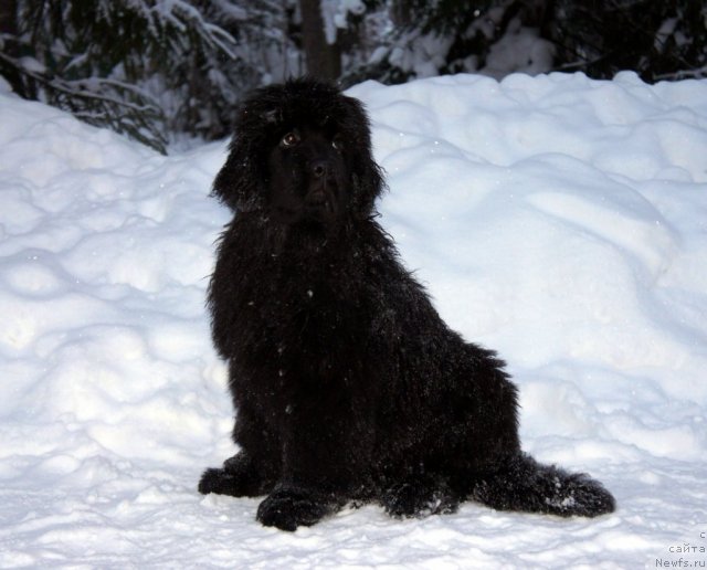 Фотография № 56276