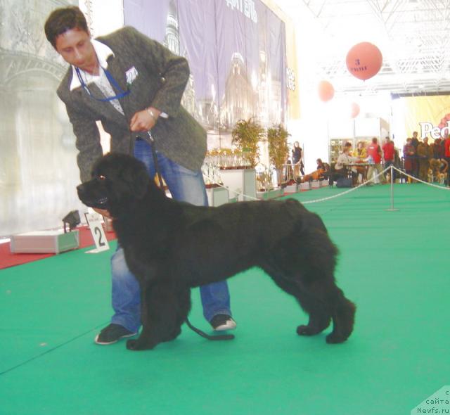 Фото: ньюфаундленд Смигар Очей Очарованье (Smigar Ochey Ocharovanie)