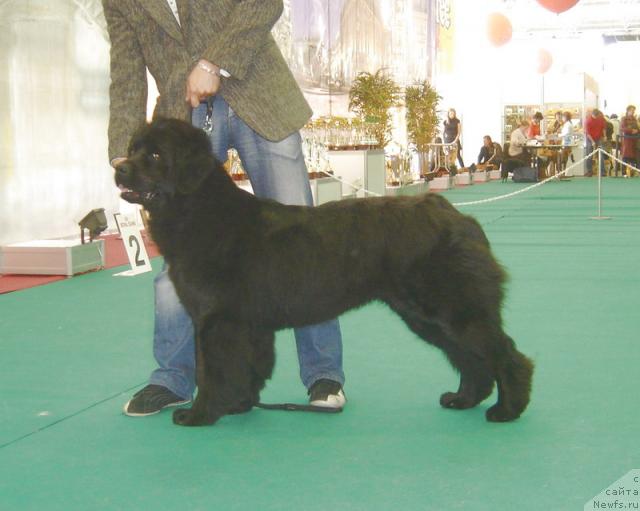 Фото: ньюфаундленд Смигар Очей Очарованье (Smigar Ochey Ocharovanie)