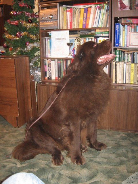 Фото: ньюфаундленд Фанньюф Александр Браун, ньюфаундленд Фанньюф Александр Браун