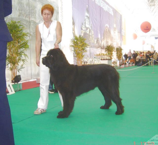 Фото: ньюфаундленд Кукла Барби из Антаграда (Kukla Barbi iz Antagrada)