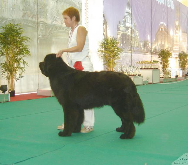 Фото: ньюфаундленд My Big Dream Eyecatcher