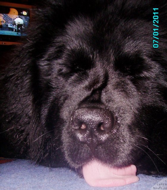 Фото: ньюфаундленд Их Высочество Владлена Маджикс