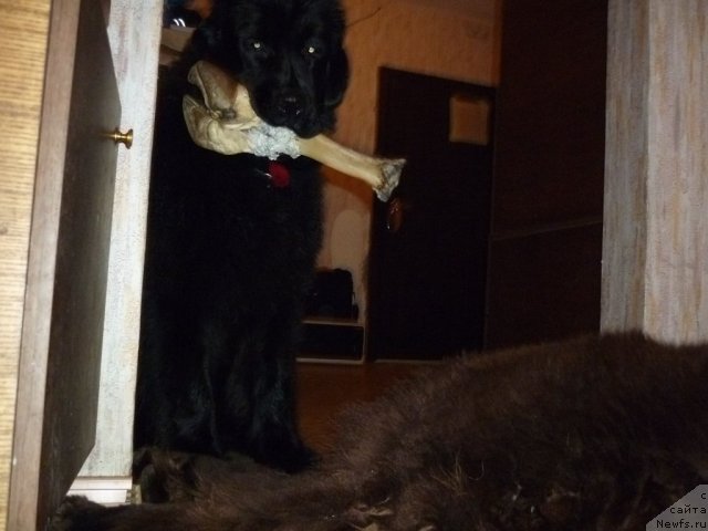 Фотография № 56348