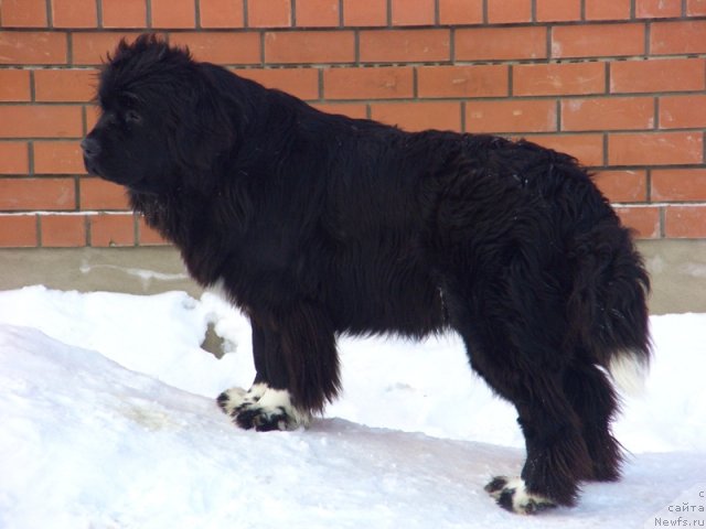 Фото: ньюфаундленд Блестящая Брина