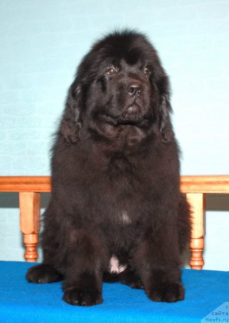 Фото: ньюфаундленд Акватория Келвин Олимпийский Мишка