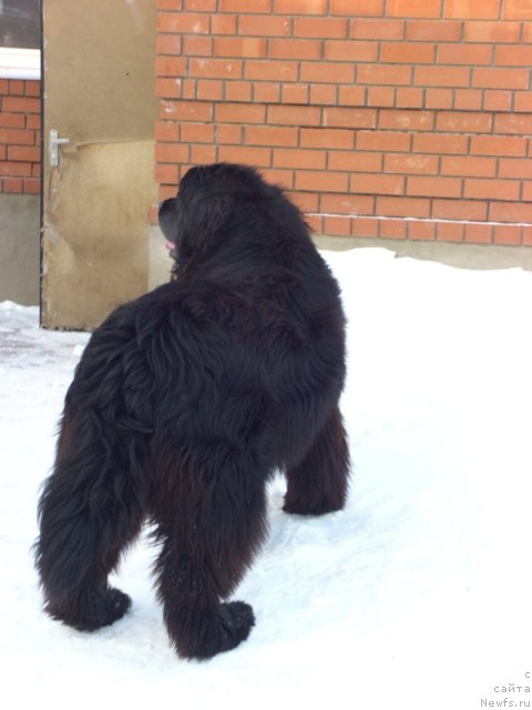 Фото: ньюфаундленд Большая Удача