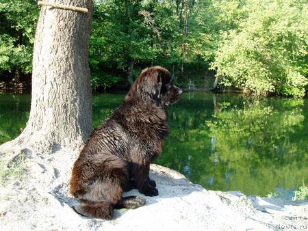 Фото: ньюфаундленд Бренда Кара Дениз