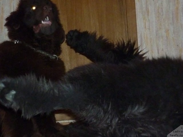 Фотография № 56401