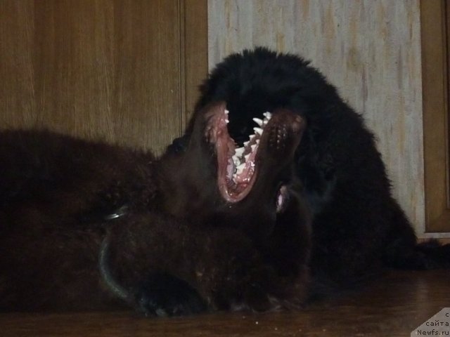 Фотография № 56402