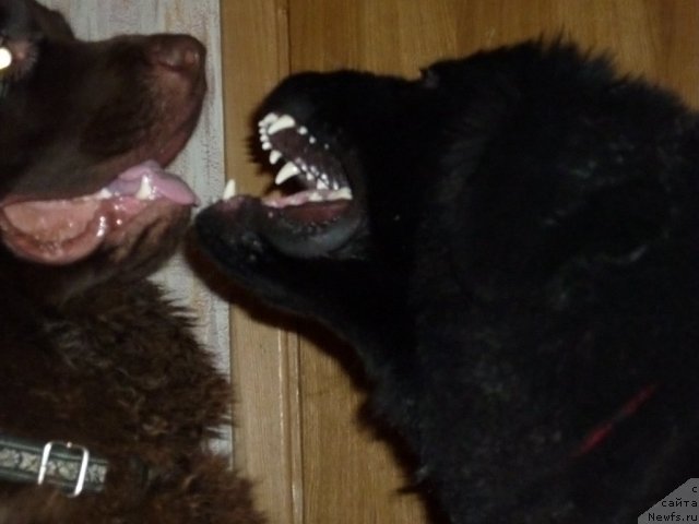 Фотография № 56403