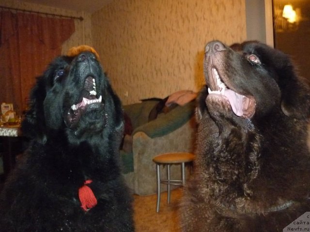 Фотография № 56408