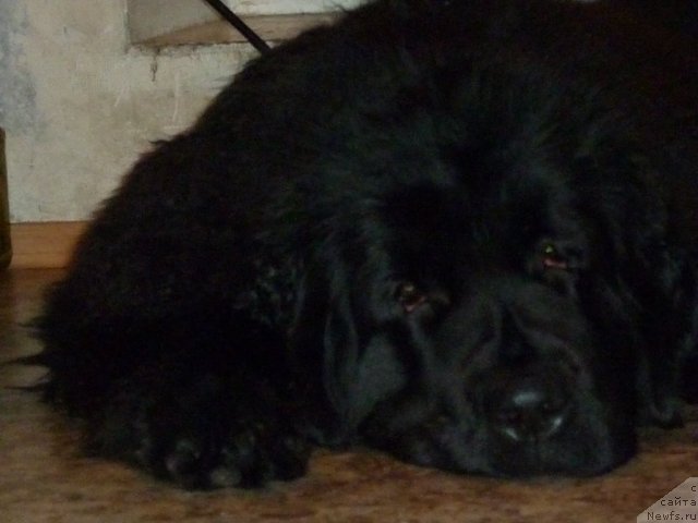 Фото: ньюфаундленд Фанньюф Улетная Девчонка (Funnewf Uletnaya Devchenka)