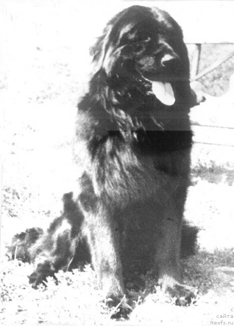 Фото: ньюфаундленд К Гилберт Бэкре