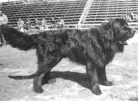 Фото: ньюфаундленд Хиджери Ягри