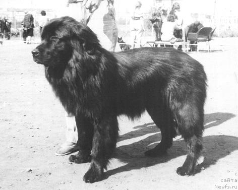 Фото: ньюфаундленд Регедон Жуль