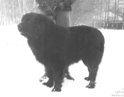 Фото: ньюфаундленд Сэр Генри Гонор