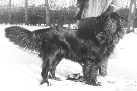 Фото: ньюфаундленд София Ивлор