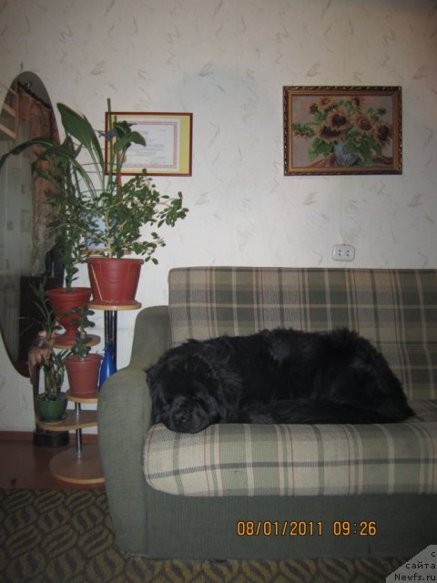 Фото: ньюфаундленд Алекс Диксон