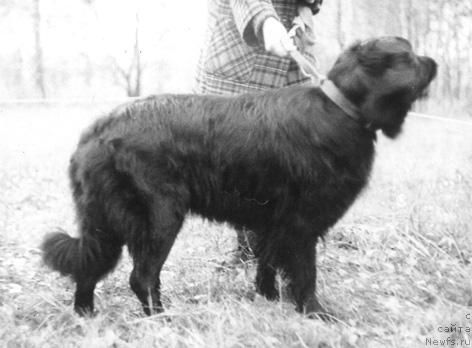 Фото: ньюфаундленд Вайда