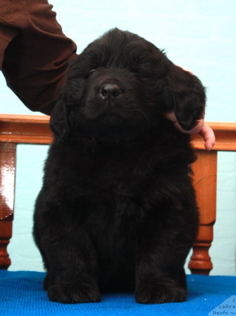 Фото: ньюфаундленд Акватория Келвин Премиум фром Никас