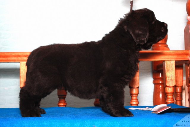 Фото: ньюфаундленд Акватория Келвин Премиум фром Никас