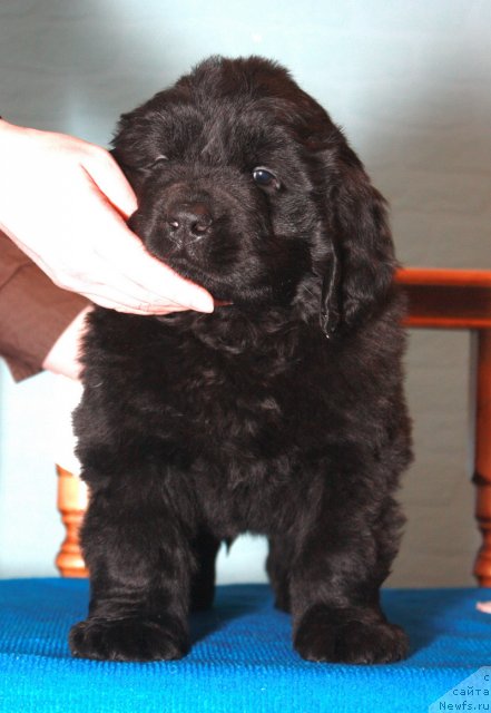 Фото: ньюфаундленд Акватория Келвин Премиум фром Никас