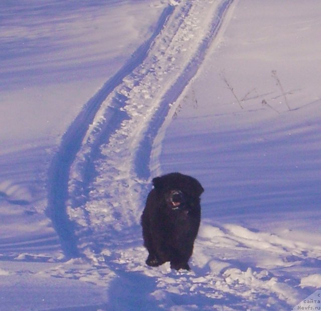 Фото: ньюфаундленд Их Высочество Владлена Маджикс