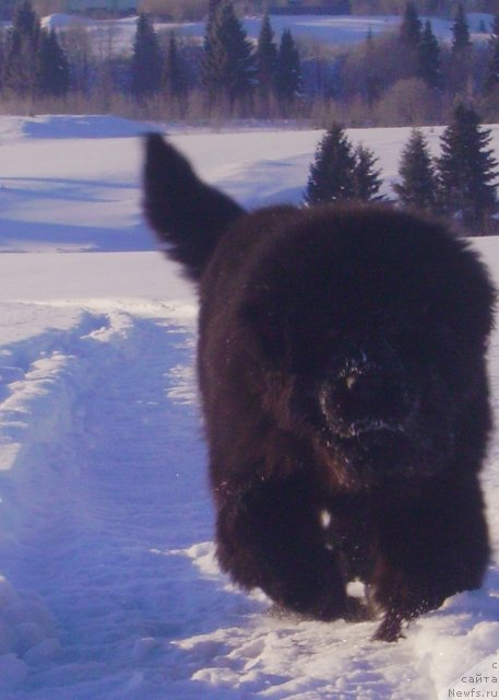Фото: ньюфаундленд Их Высочество Владлена Маджикс