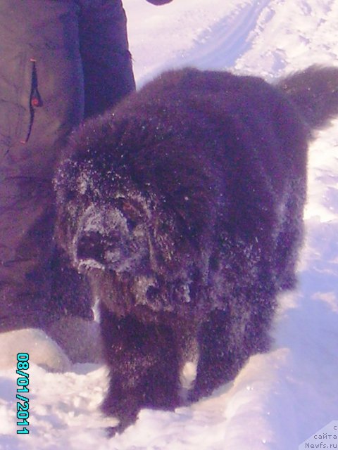 Фото: ньюфаундленд Их Высочество Владлена Маджикс