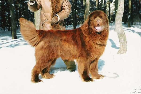 Фото: ньюфаундленд Яков Бурс с Берега Дона