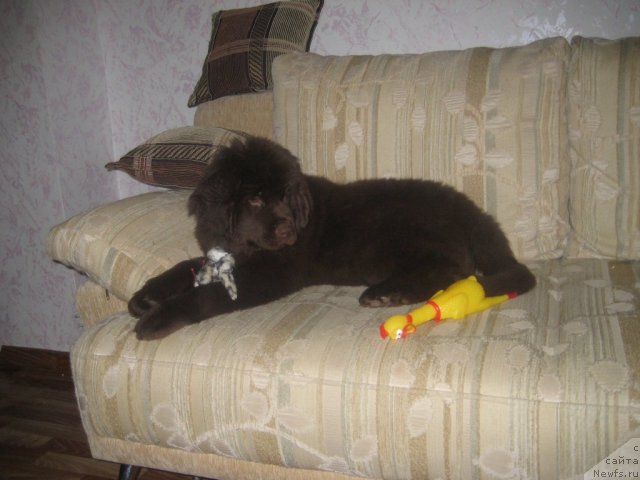 Фото: ньюфаундленд Багряная Осень из Аркаима