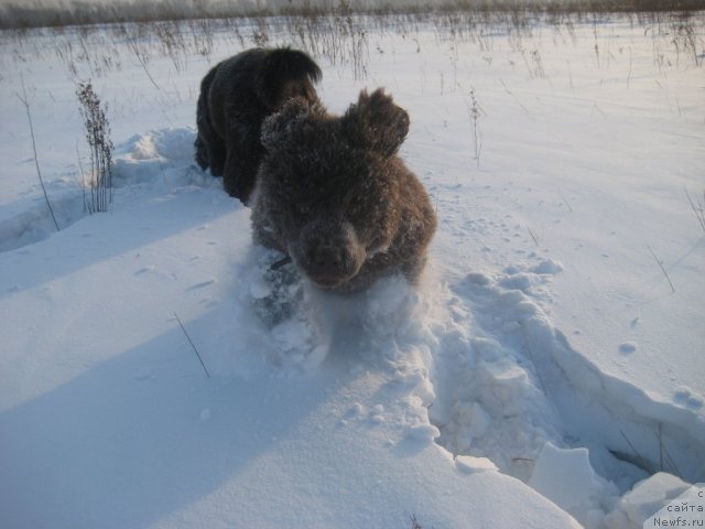 Фото: ньюфаундленд Багряная Осень из Аркаима
