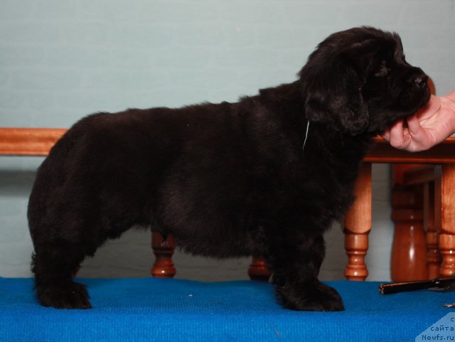 Фото: ньюфаундленд Акватория Келвин Партизан