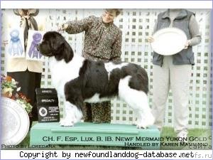 Фото: ньюфаундленд Newf Mermaid Yukon Gold