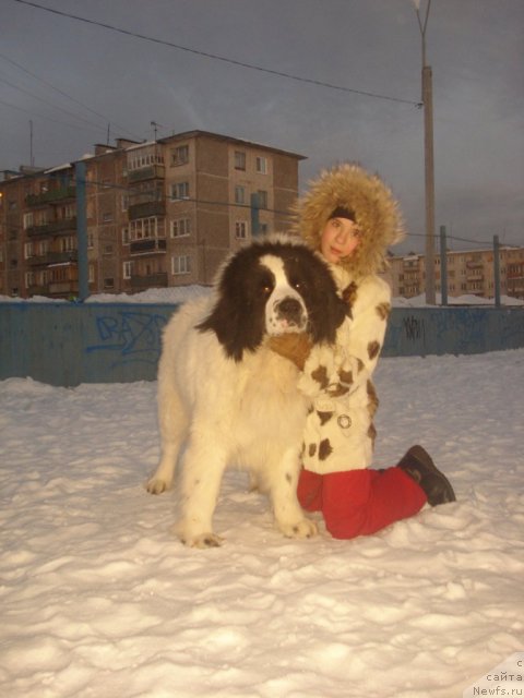 Фото: ньюфаундленд Хризолит Серебрянный Блеск из Уникальной Коллекции