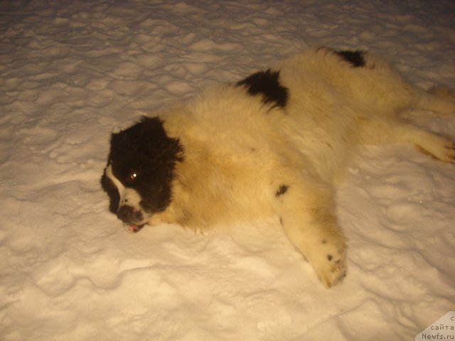 Фото: ньюфаундленд Хризолит Серебрянный Блеск из Уникальной Коллекции