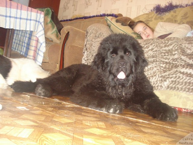 Фото: ньюфаундленд Их Высочество Гиацинта Бриз