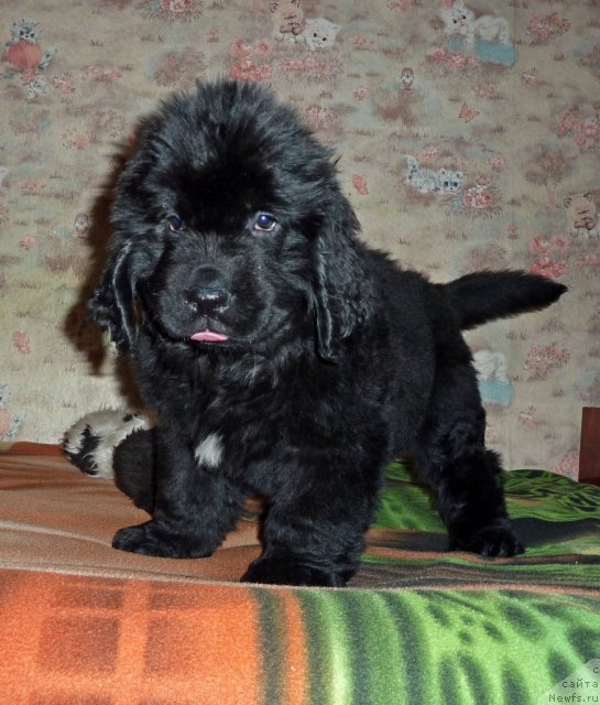 Фото: ньюфаундленд Вивьен Свит Леди