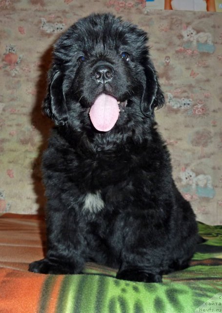 Фото: ньюфаундленд Вивьен Свит Леди