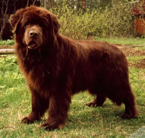 Фото: ньюфаундленд Смигар Афанасий (Smigar Afanasiy)