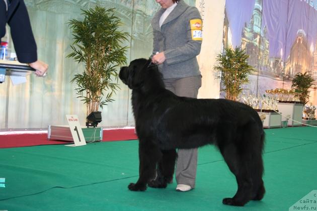 Фото: ньюфаундленд Бегущая по Волнам Само Совершенство (Beguschaya po Volnam Samo Sovershenstvo)